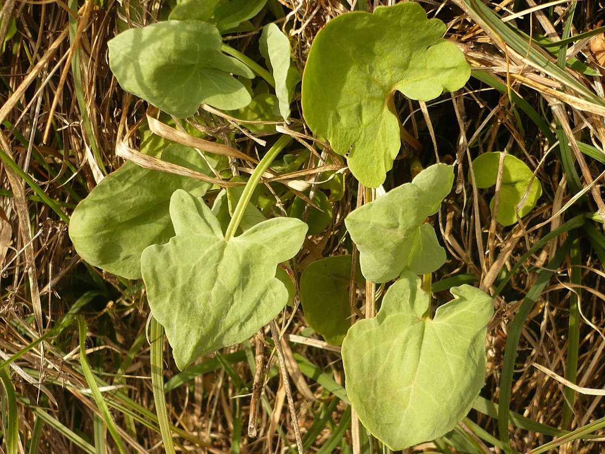 Rumex scutatus (Polygonaceae)